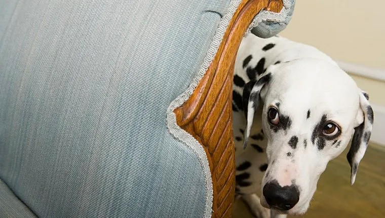 Dalmation by a chair