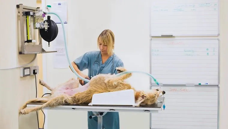 Veterinarian with dog on operating table