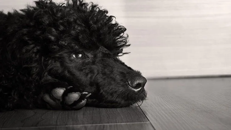 black cute poodle dog on floor, watching sadly