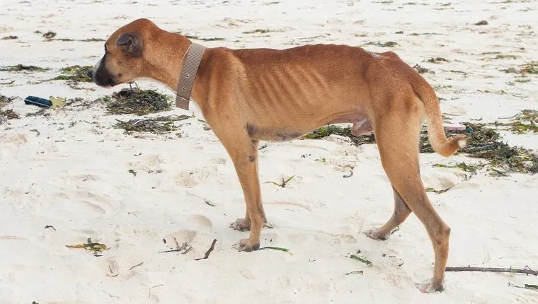 skinny stray dog on a beach in bohol