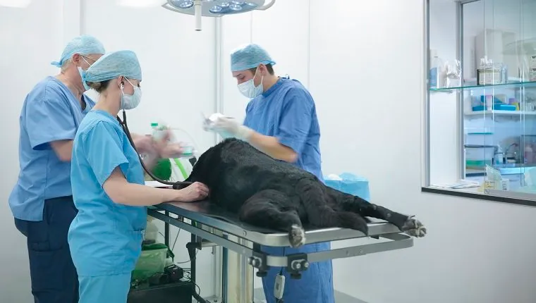 Vets wearing surgical scrubs in veterinary operating theatre, dog on operating table