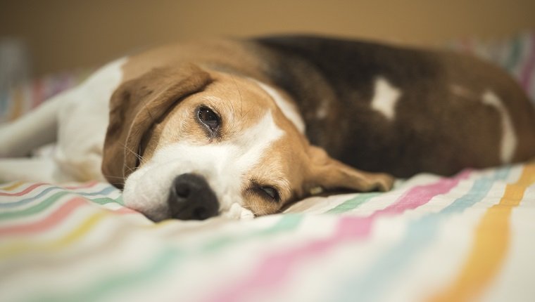 Picture of Hypoglycemia (Low Blood Sugar) In Dogs: Symptoms, Causes, And ...