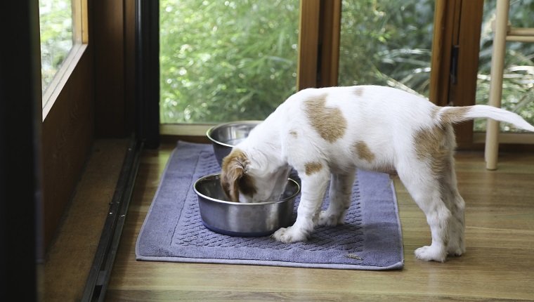 Visual Reference: Hypoglycemia Low Blood Sugar In Dogs Symptoms Causes And