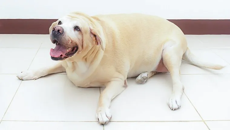 fat labrador dog on the floor, 8 years old.