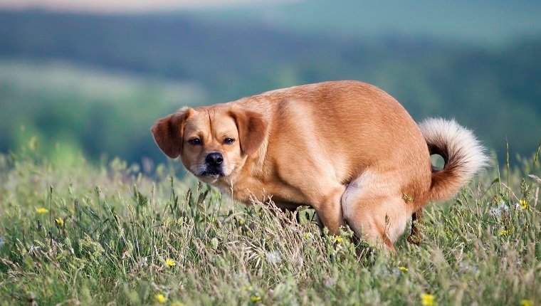 Dogs With Irritable Bowel Syndrome Symptoms photo