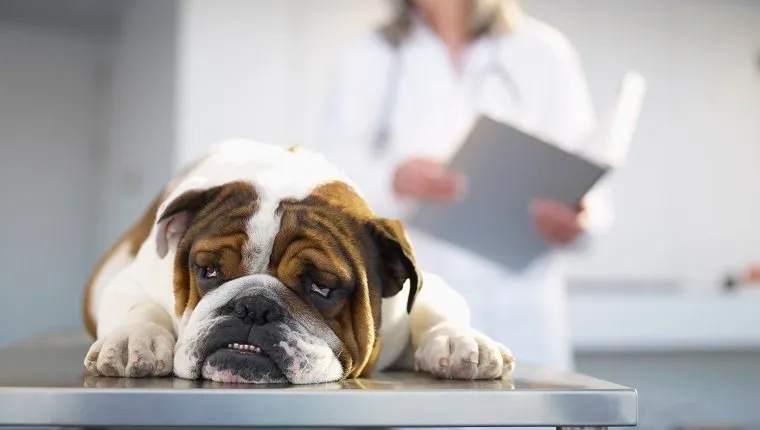 Beautiful view of Continued Fatigue In Dogs With Leukemia Symptoms