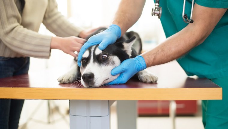 Veterinarian is examining a cute siberian husky with his owner at hospital.Veterinarian is examining a cute siberian husky with his owner at hospital.