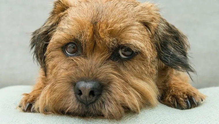 Border Terrier dog lying with chin on cushion, looking guilty, Norfolk UK