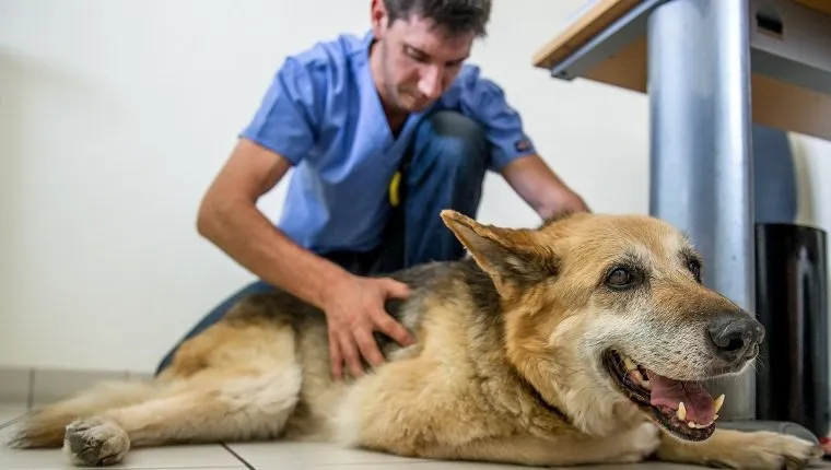 A veterinarian checks a dog in Bain-de-Bretagne, western France, on July 16, 2014. AFP PHOTO / PHILIPPE HUGUEN (Photo credit should read PHILIPPE HUGUEN/AFP/Getty Images)