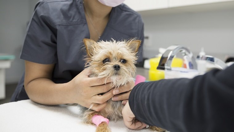 Meningitis In Dogs: Symptoms, Causes, And Treatments - DogTime