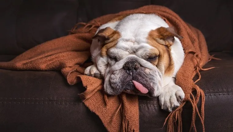 English Bulldog dog canine pet on brown leather couch under blanket looking sick