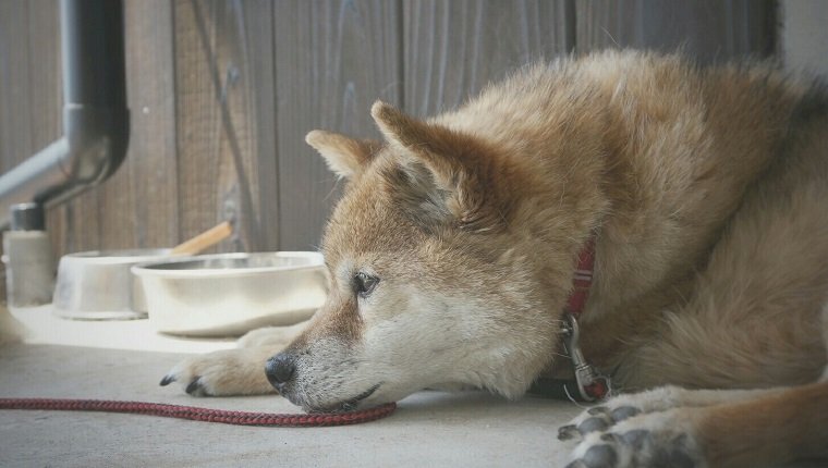 Close-Up Of Japanese Akita Relaxing On Floor At Home
