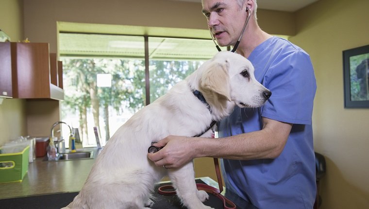Vet listening to heart of puppy on exam table