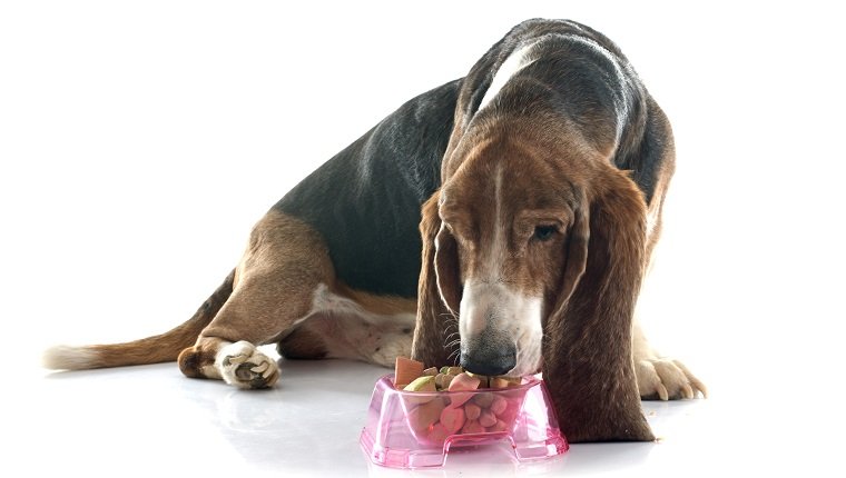 eating basset hound in front of white background