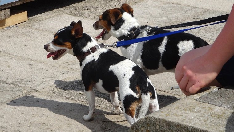 Photo showing a couple of young Jack Russell Terrier puppies, with black, white and brown fur. The dogs are enjoying a sunny day out at the seaside, being pictured wearing leather collars, with dog leads. They are looking longingly at the beach while their owner is smoking a cigarette.