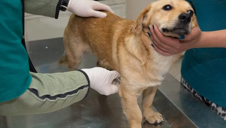 Veterinarian examining a dog from a shelter.