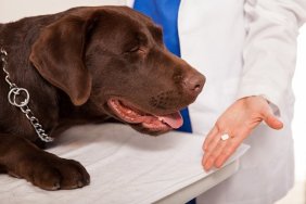 Closeup of a female veterinarian giving a pill to a brown labrador in a clinic