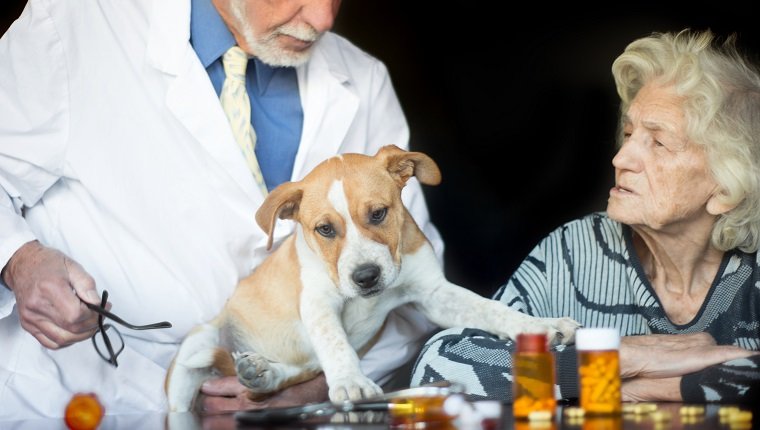 Prednisone And Prednisolone For Dogs Uses Dosage And Side Effects Dogtime