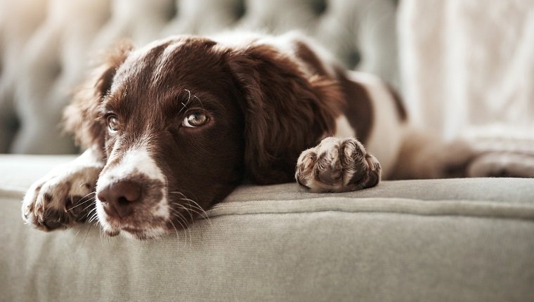 Shot of an adorable dog looking bored while lying on the couch at home