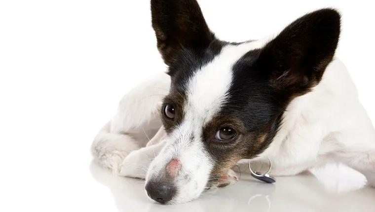 Ringworm In Dogs: Symptoms, Causes, And Treatment - DogTime