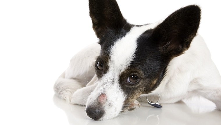 The Secret Ringworm Symptoms In Dogs That Most Owners Miss! - t6jraza