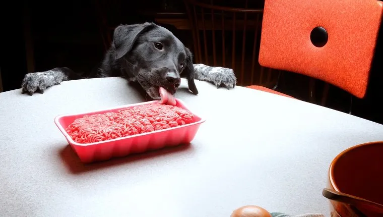 dog licking hamberger from table