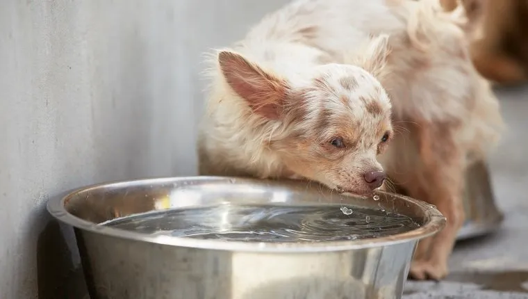 Chihuahua is drinking from a bowl of water.
