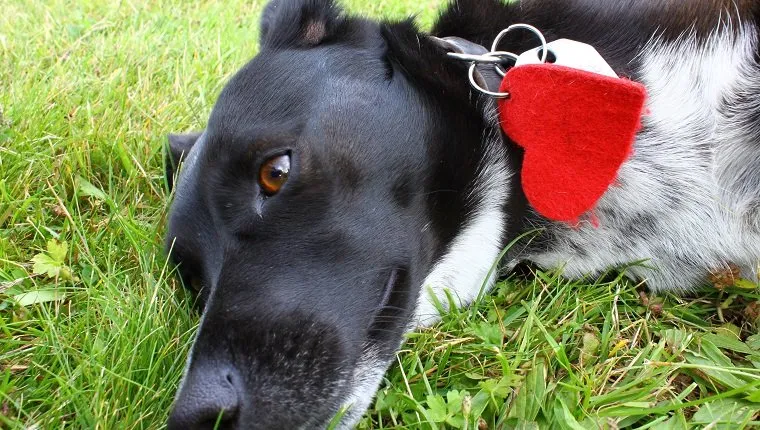 Cute black dog's head with a red heart on his collar lying in grass