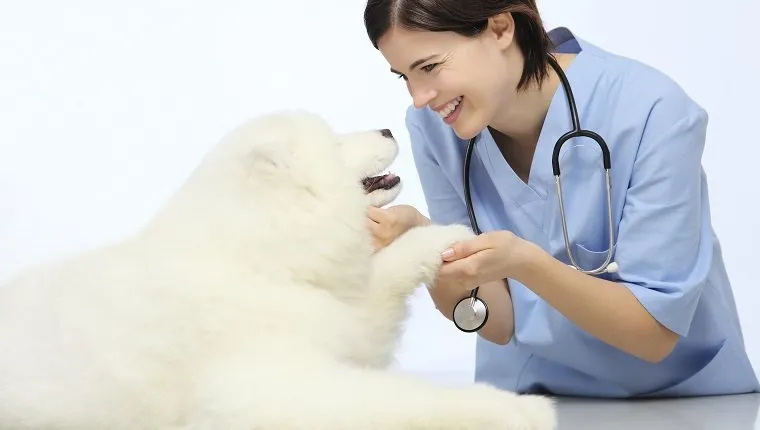 smiling Veterinarian examining dog paw on table in vet clinic