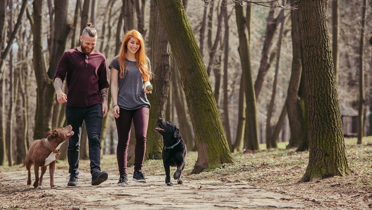 two people walking their dogs trough forest in the first days of Spring