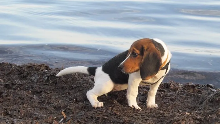Cute female beagle puppy looking around anxiously, while relieving herself by the sea. There are visible sand particles on the puppy's fur. 