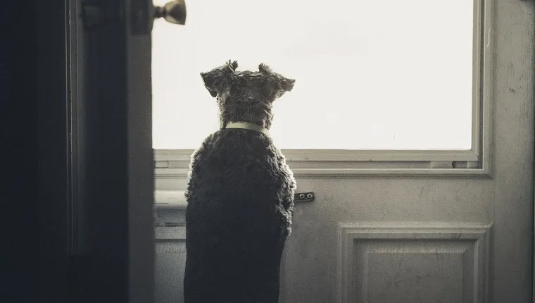 Little Dog Looking Outside Through Door Window