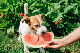 Jack Russell Terrrier eating watermelon and other human foods for dogs