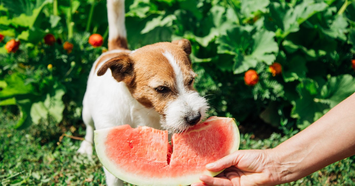 The Ultimate List of Human Foods Dogs Can and Can't Eat