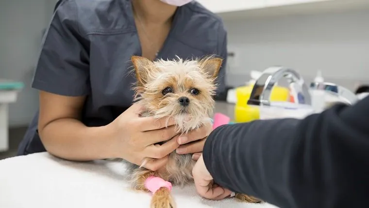 Veterinarians examining small dog in clinic examination room