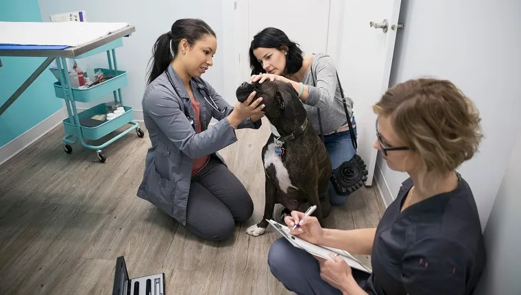 Veterinarian examining dog in clinic examination room