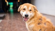 Alopecia Hair Loss In Dogs Symptoms Causes And Treatments DogTime