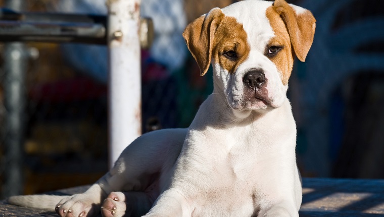 The American Bulldog is a breed of working dog that was developed in the United States. There are generally considered to be three types of American bulldog: the Bully or Classic type sometimes called the Johnson type , the Standard or Performance type also called the Scott type, and the Hybrid type.