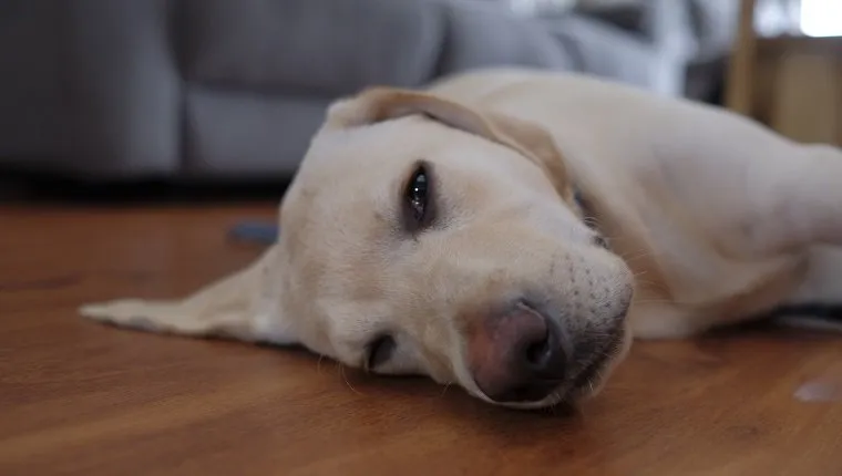 A lazy golden Labrador puppy laying around on a lounge room floor.