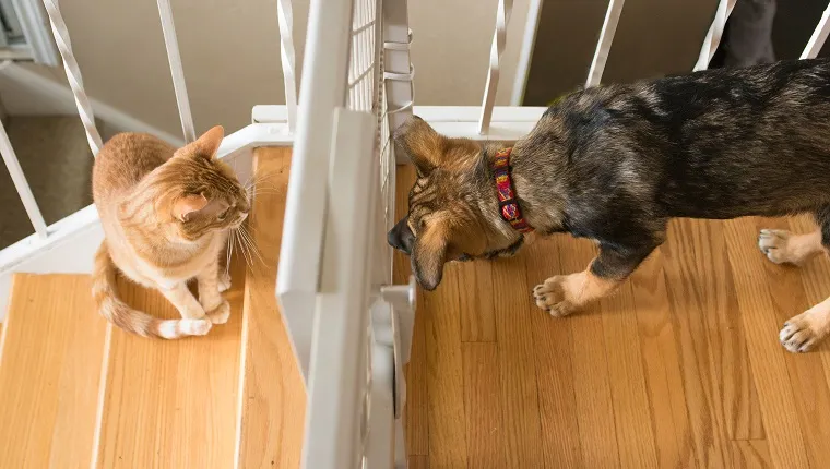 An orange striped tabby cat sits on the stairs and stares disdainfully at a curious German shepherd dog puppy on the other side of a plastic baby gate.