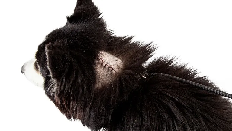 Dog with a shaved area of fur revealing stitches on a large cut from a recent surgery to remove a tumor. Image taken isolated on a white studio background.