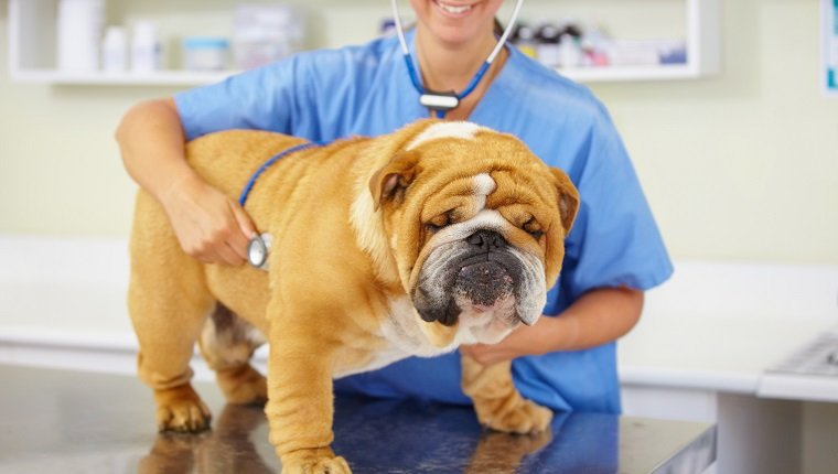 Shot of a young vet examining a large bulldog sitting on an examination table