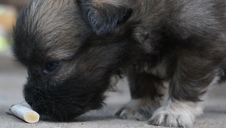 Close-Up Of Puppy Snooping A Cigarette Butt