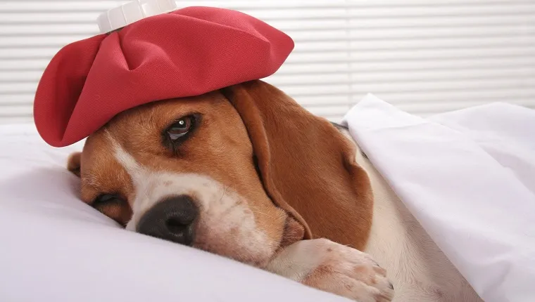 Cute sick little hound lying in bed with ice pack on her headSome other related images: