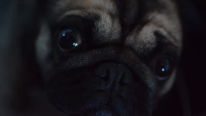 close up of dogs face and eyes