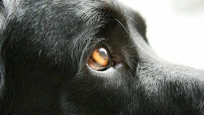 close up of dogs eye