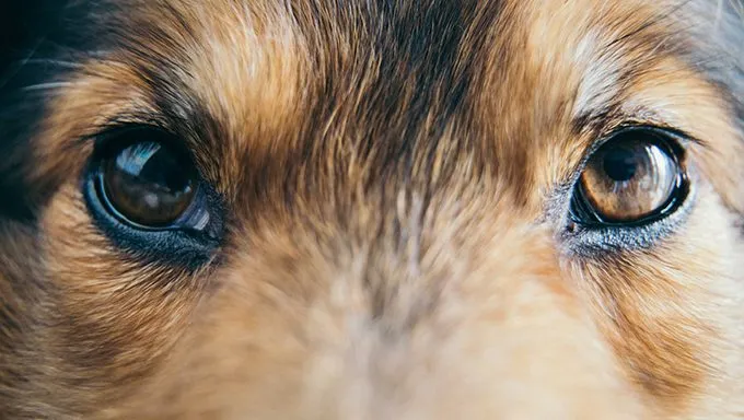 close up of dogs eyes