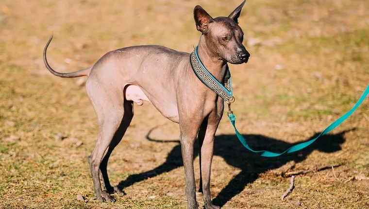 Mexican Hairless Dog. The Xoloitzcuintli or Xolo for short, is a hairless breed of dog