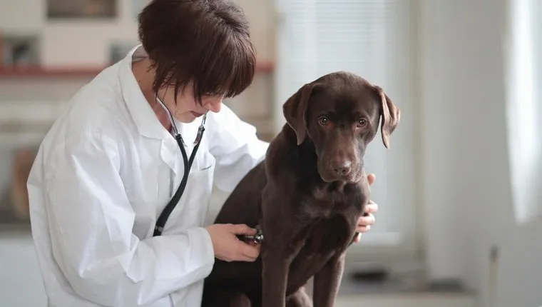 Female veterinarian listening to dogs chest through stethoscope