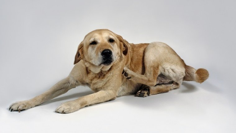 Yellow Labrador Retriever lying down scratching usings hind leg
